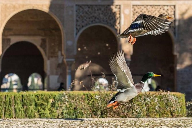 Alhambra Private/Small Group Tour & Nasrid Palaces Skip the Line - Generalife Gardens: where the views and courtyards slow you down