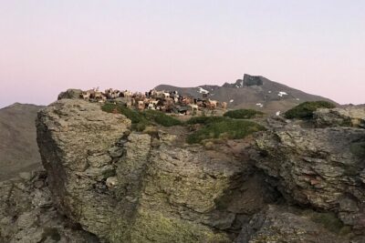 From Granada: Sierra Nevada Safari tour up to 2500 meters high - The van, the pace, and why the group size matters (a lot)