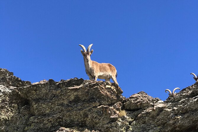 From Granada: Sierra Nevada Safari tour up to 2500 meters high - Lunch is up to you, so plan how you’ll handle it
