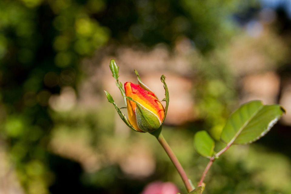 Granada: Alhambra Gardens, Generalife & Alcazaba Guided Tour - Price and Value: Is $58 Worth It?