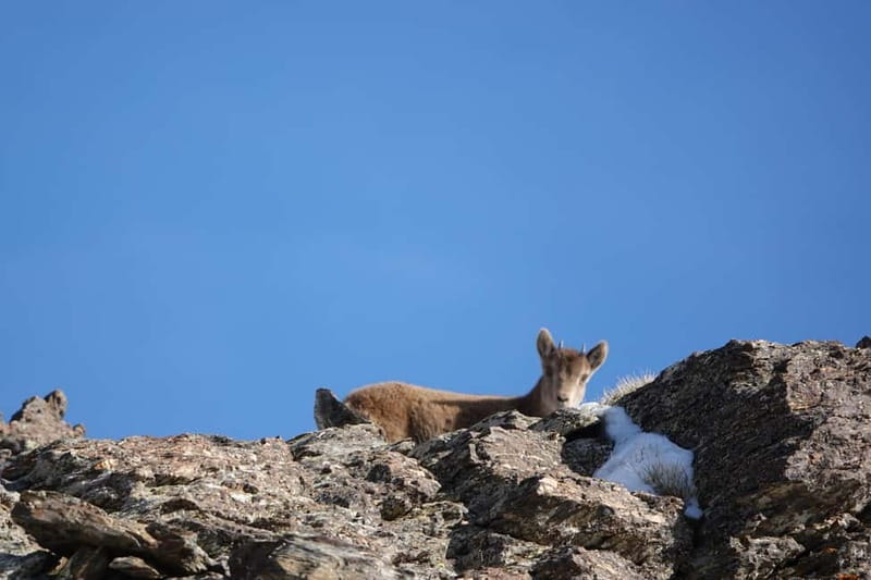 Granada: Sierra Nevada Safari Tour to 2500 m with a Drink - Should you book this Sierra Nevada safari to 2500 m?