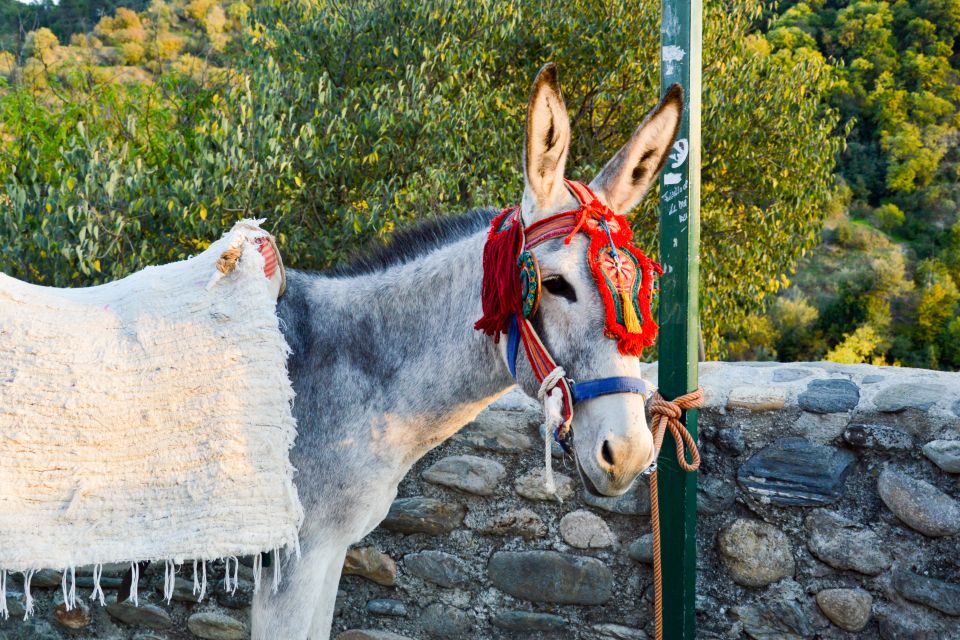 Sacromonte Caves Museum Admission Ticket - Should you book this Sacromonte Caves Museum admission ticket?